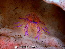 A hairy pink squat lobster in his natural habitat! by Nedip Emin 
